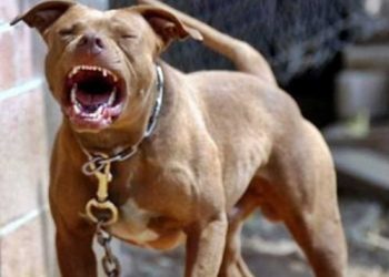 FEROZ: Pitbull mata cachorro da vizinha e PM é acionada em Porto Velho