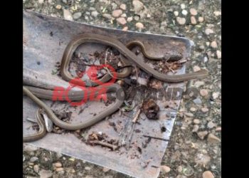 Covil de serpentes é encontrado durante limpeza em escola de Alvorada do Oeste